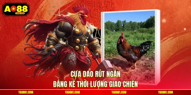 Cựa dao rút ngắn đáng kể thời lượng giao chiến