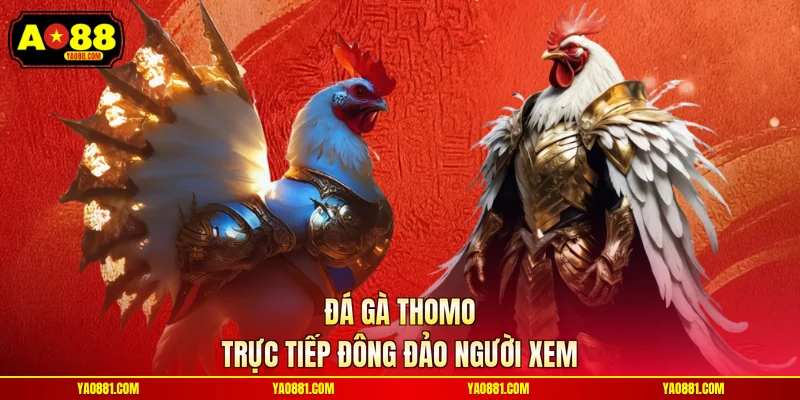 Đá gà Thomo trực tiếp đông đảo người xem